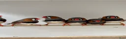 Finches birds for sale: Charcoal split Zebra Finches - Advert 1