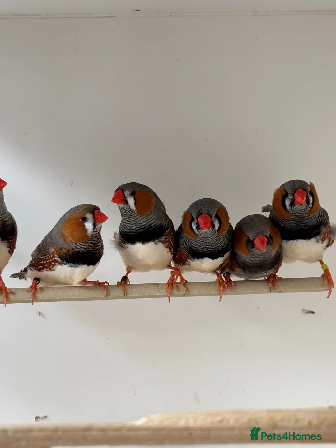 Finches birds for sale: Charcoal split Zebra Finches - Advert 1