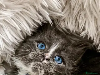 Maine Coon cats STUNNING PUREBRED MAINE COON KITTENS ✨ - Advert 11