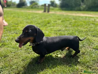 Miniature Dachshund dogs *STUD* Black and Tan mini dachshund - Advert 8