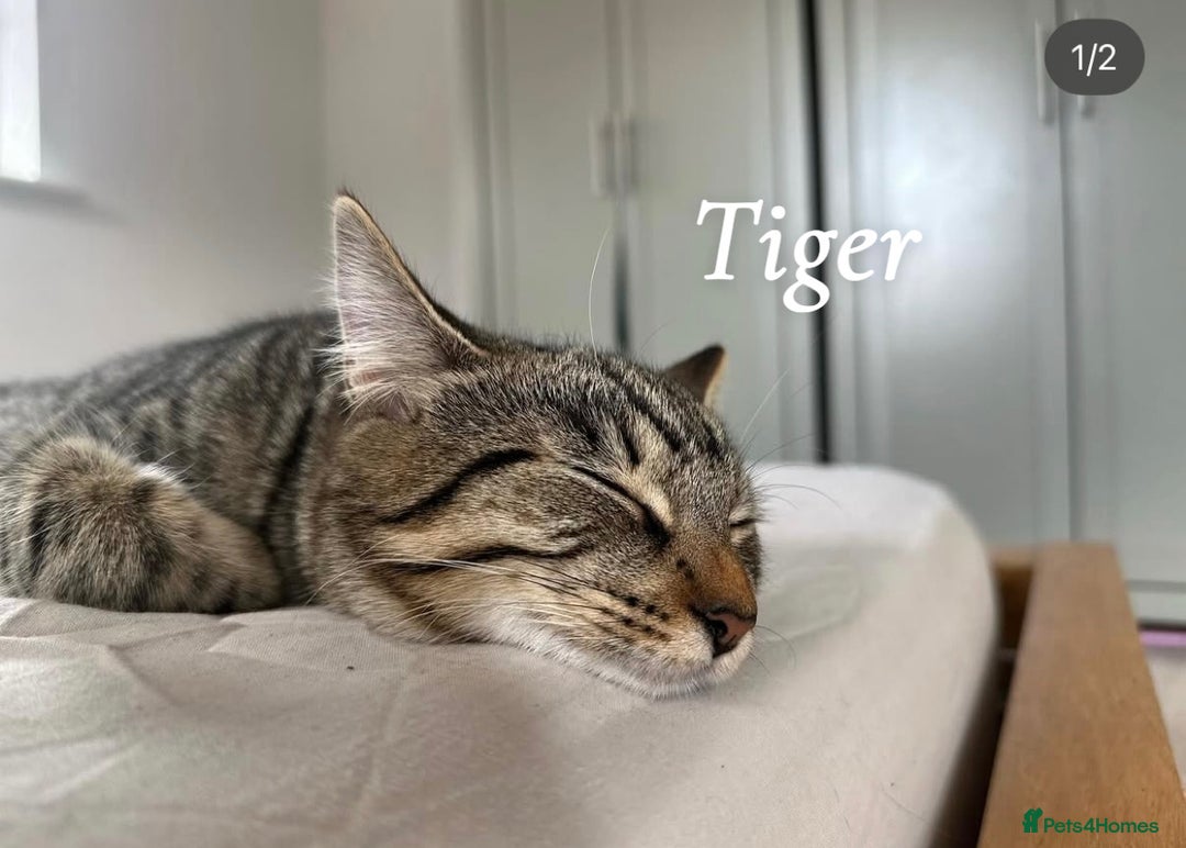 Mixed Breed cats for sale: Friendly cats looking for new forever homes  - Image 5