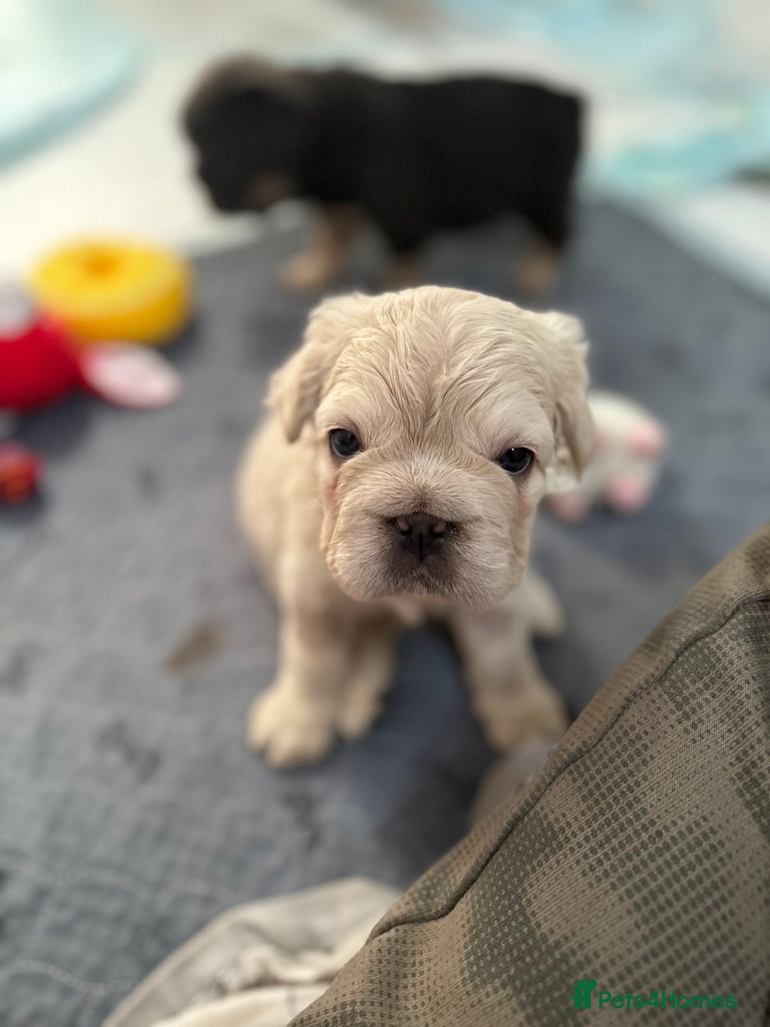 French Bulldog dogs for sale: Quality 5star🌟full visual fluffy French bulldogs  - Image 3