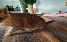 Australian Mist cats for sale: Senior cat for a loving home  - Image 6