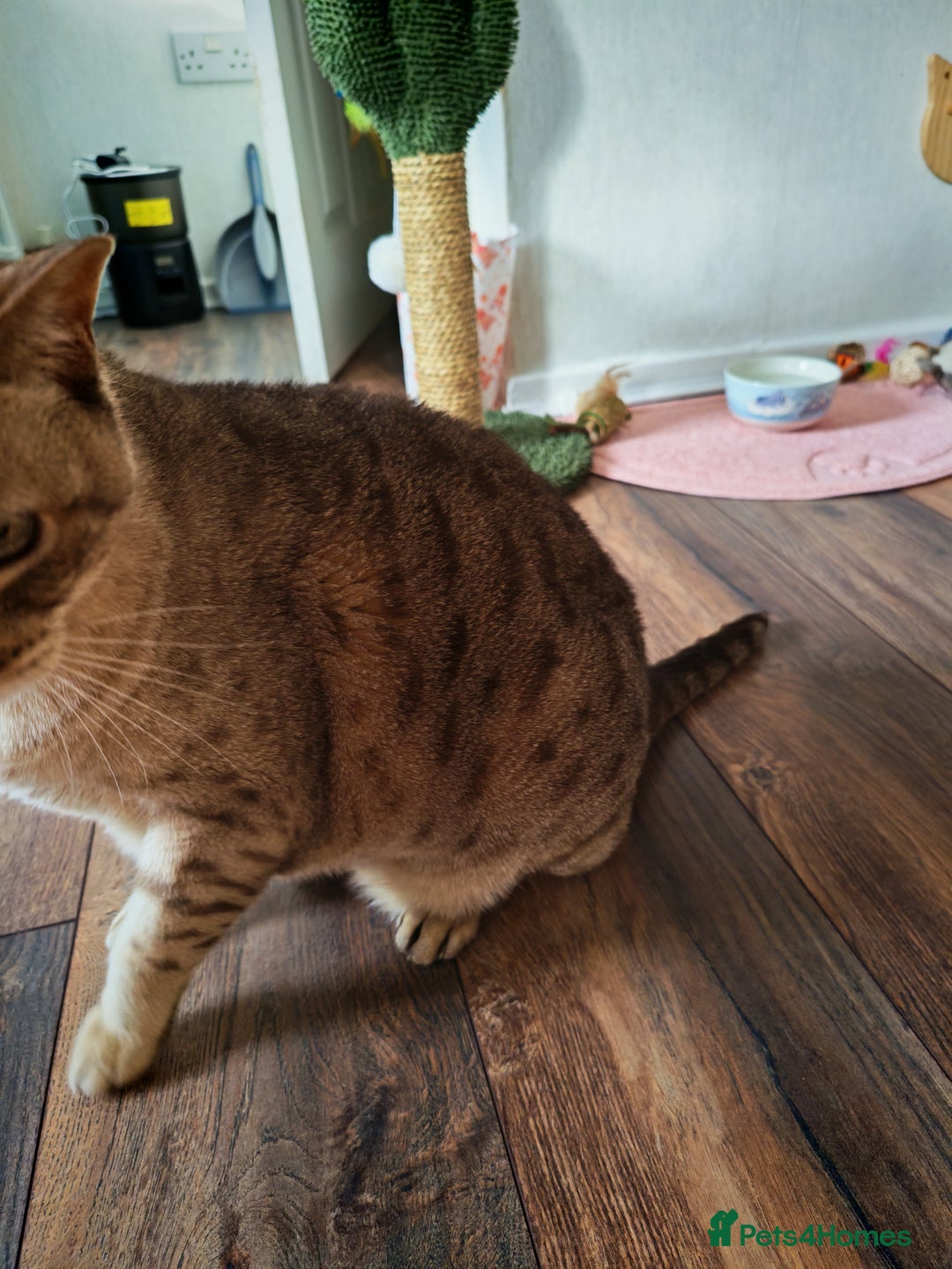 Australian Mist cats for sale: Senior cat for a loving home  - Image 6