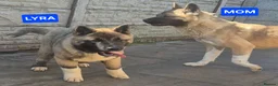 Akita dogs for sale: AMERICAN AKITA FEMALE (LAST ONE) - Advert 10