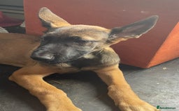 Mixed Breed dogs for sale: Bosco and nova  - Image 3
