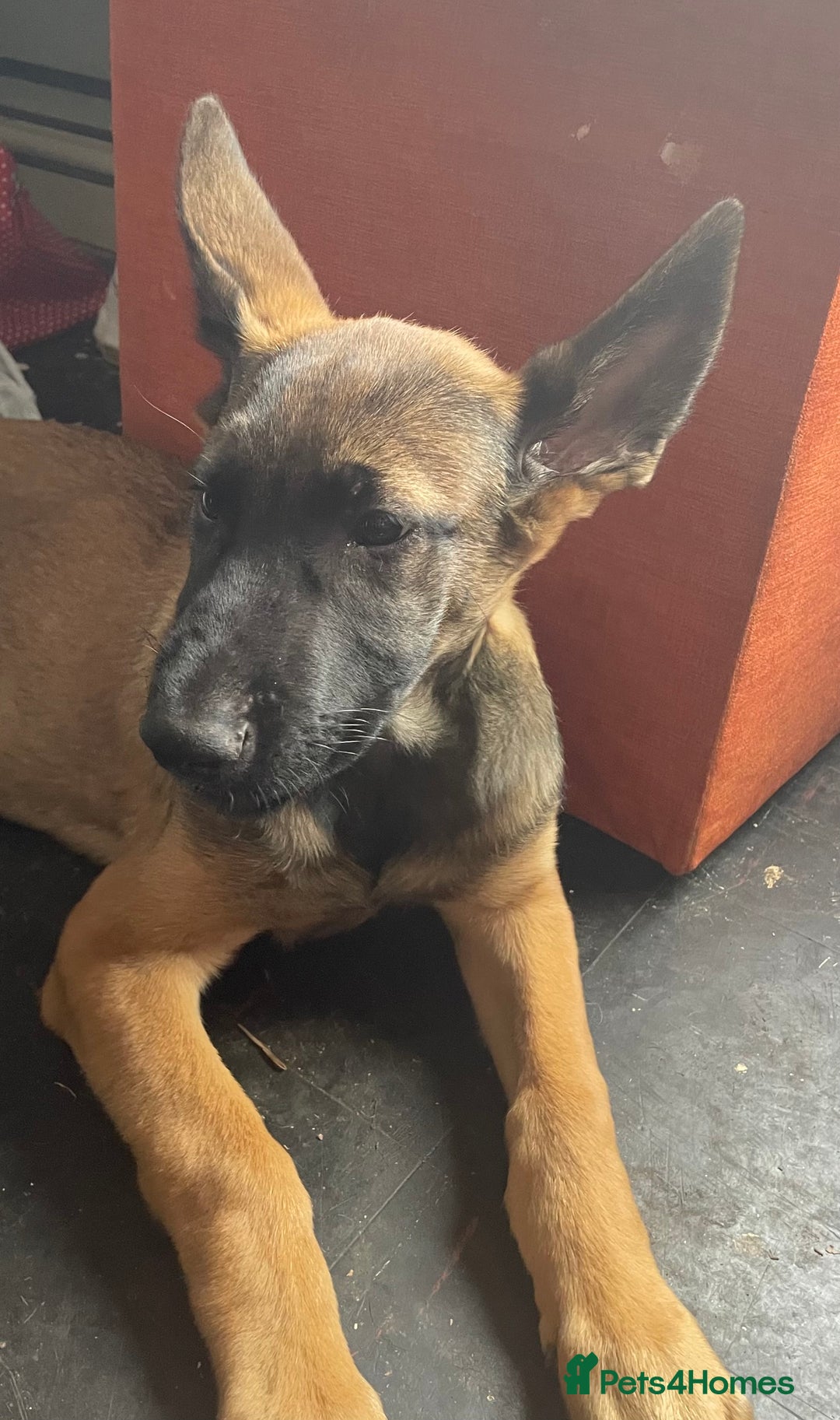 Mixed Breed dogs for sale: Bosco and nova  - Image 3