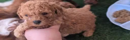 Cavapoo dogs for sale: Premium F1B Cavapoos (Puppy Culture/ENS) - Advert 12
