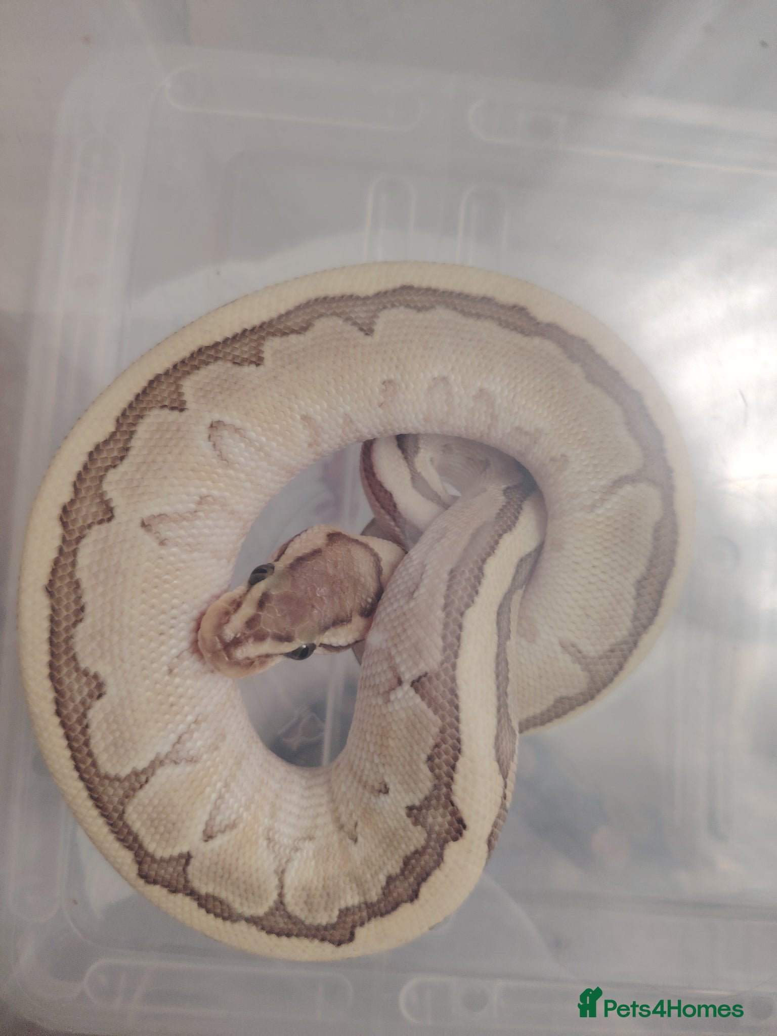 Python Snake reptiles Baby pythons for sale  - Advert 14
