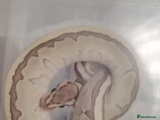 Python Snake reptiles Baby pythons for sale - Advert 3