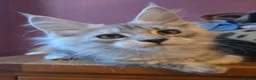 Maine Coon cats for sale: Mainecoon Kittens Tica Reg - Advert 10
