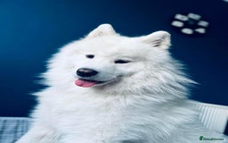 Samoyed dogs for stud: *KC*Beautiful Samoyed For Stud {PROVEN} in Walsall - Image 10