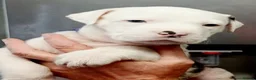 American Bully dogs for sale: American bully puppies  in Worcester - Advert 32
