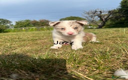 Border Collie dogs for sale: Kennel Club Border Collie Puppies For Sale - Image 22