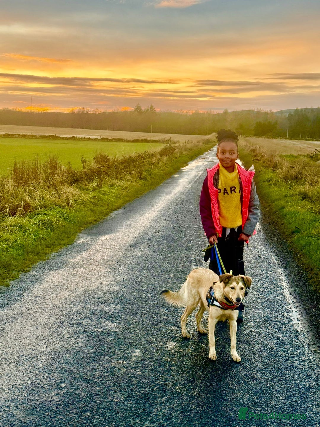 Mixed Breed dogs for adoption: 💙🐶 NICK(8 month) & ❤️🐶 MAILY (1 year)  - Advert 9