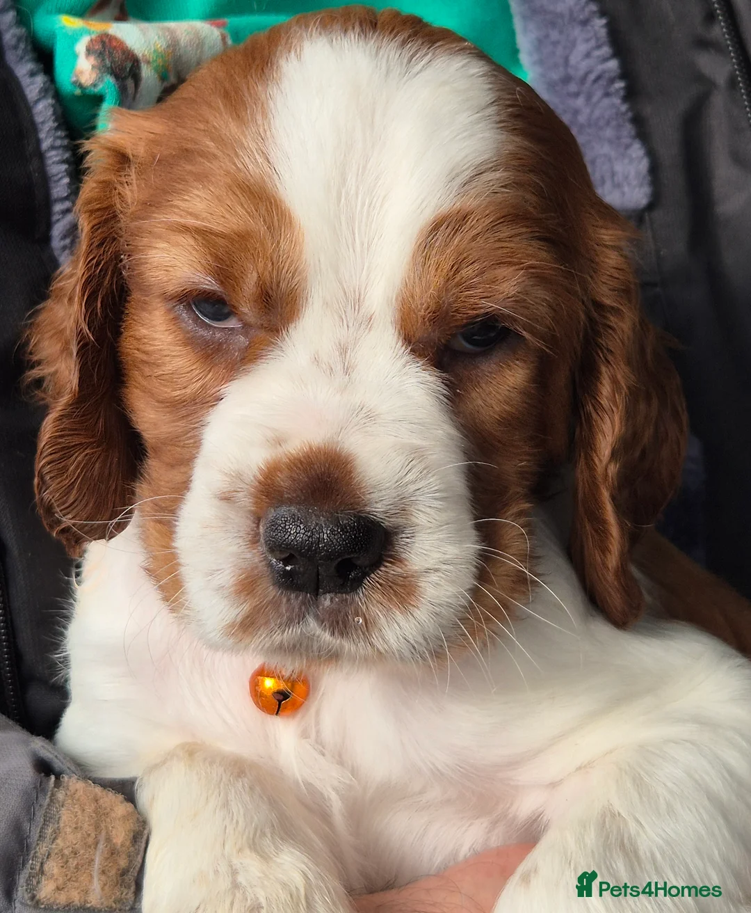 Welsh Springer Spaniel dogs for sale: Evangelise litter - Advert 3