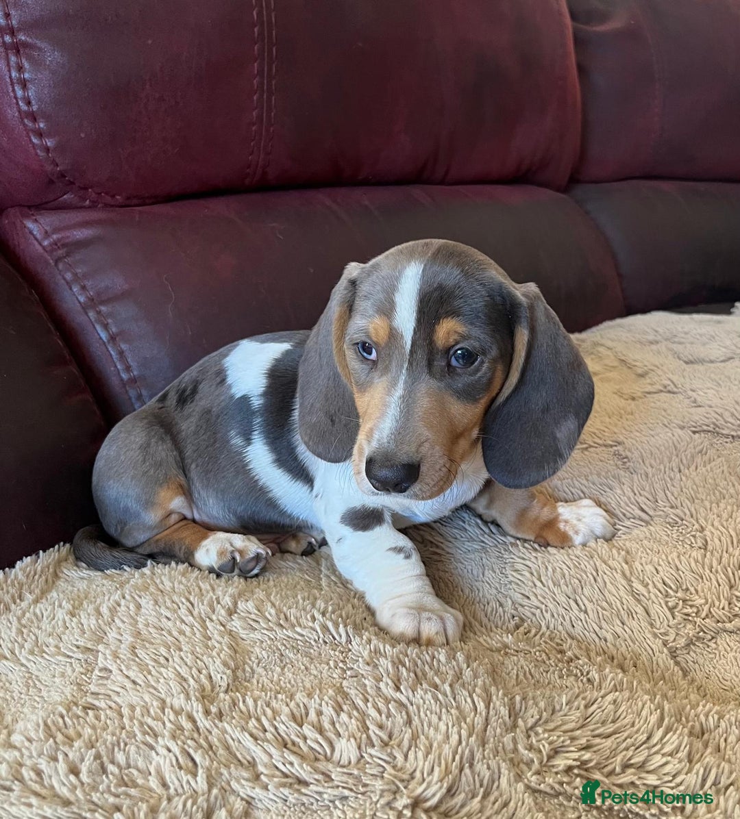 Miniature Dachshund dogs for sale: Stunning KC Registered Miniature Dashound  - Advert 5
