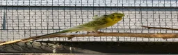 Budgerigars birds for sale: Helicopter Budgies  - Advert 2