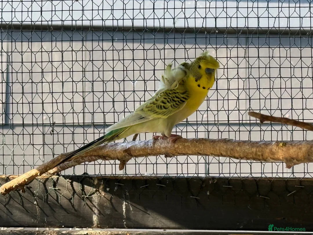 Budgerigars birds for sale: Helicopter Budgies  - Advert 2