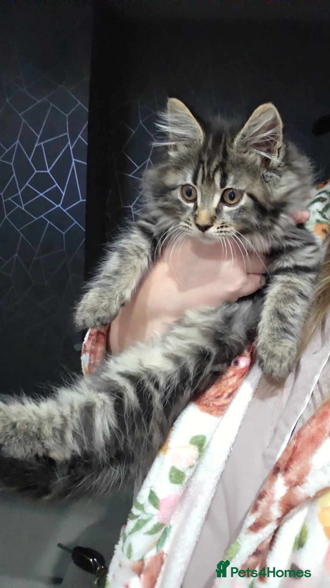 Maine Coon cats for sale: Last girly left to find her forever 🏡 😍  - Advert 2