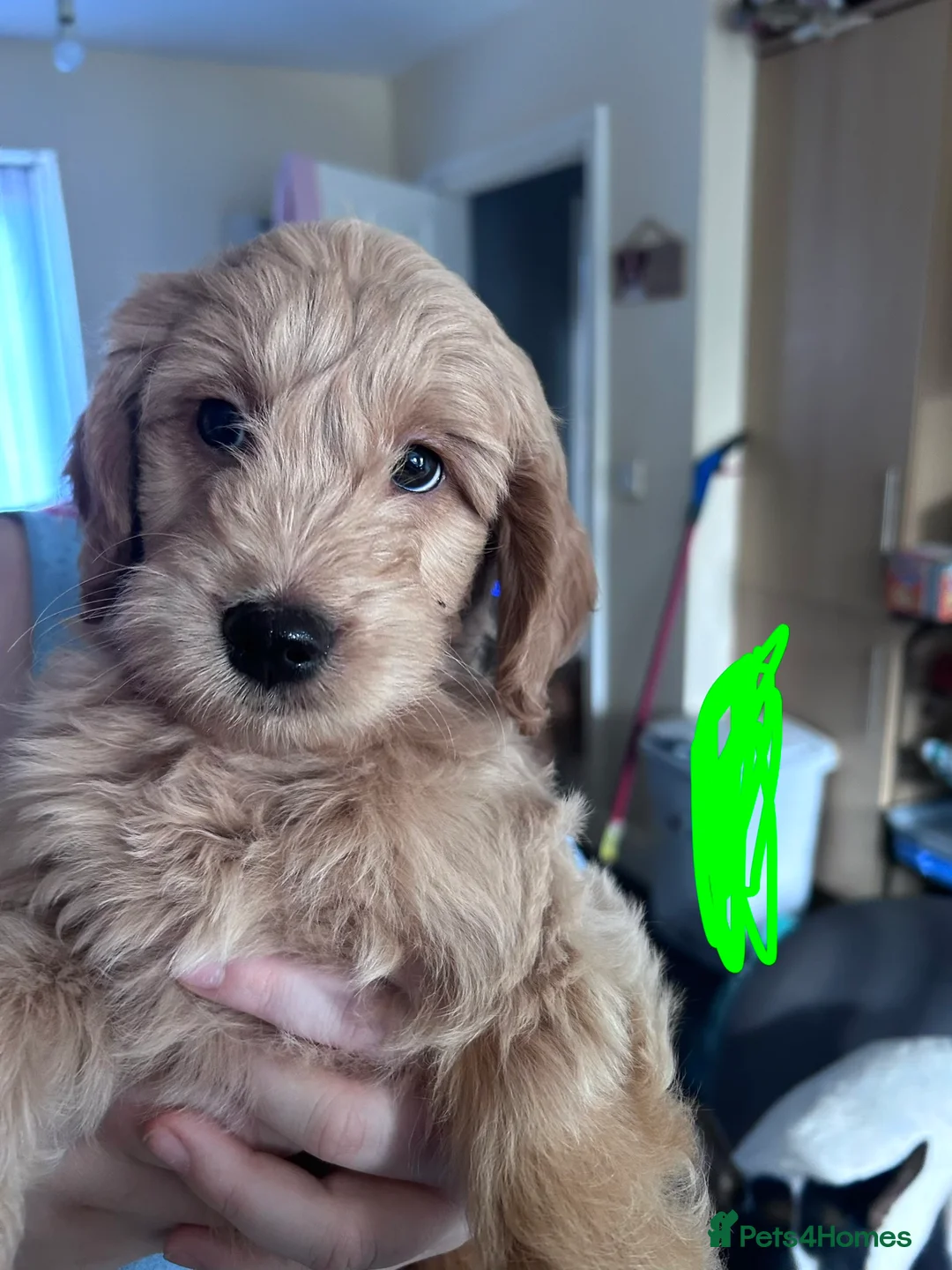 Goldendoodle dogs for sale: 2 girls left. F1 mini Goldendoodles - Advert 29