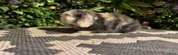 Mini Lop rabbits for sale: Superb pure bred mini lops available  - Advert 4