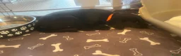 Borador dogs for sale: Beautiful Male Borador Puppy - 16 weeks old - Advert 10