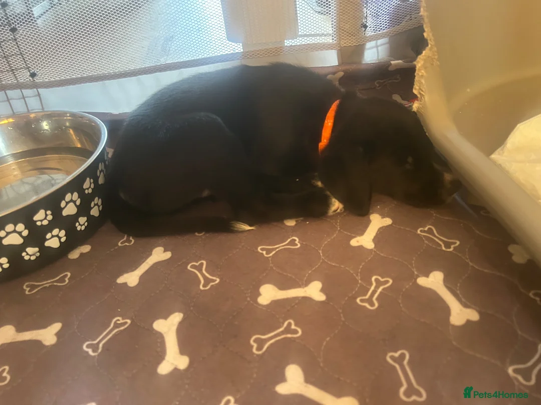 Borador dogs for sale: Beautiful Male Borador Puppy - 16 weeks old - Advert 10