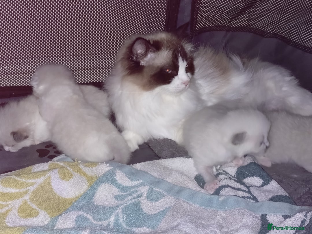 Ragdoll cats for sale: GCCF pedigree ragdoll kittens for sale £850 -£1100 - Image 33