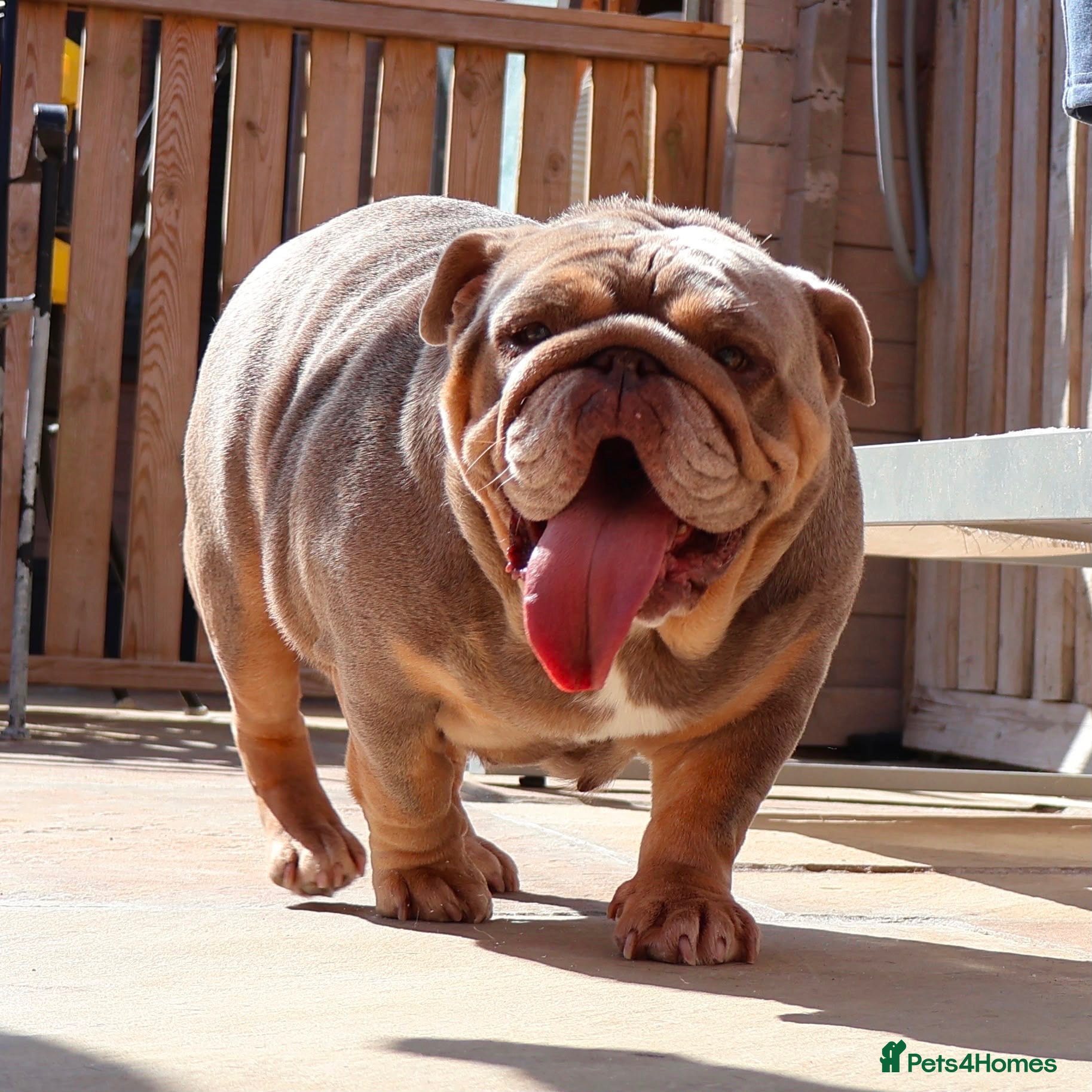 English Bulldog dogs Beautiful Pixie - Advert 13