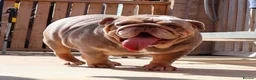 English Bulldog dogs for sale: Beautiful Pixie - Advert 1