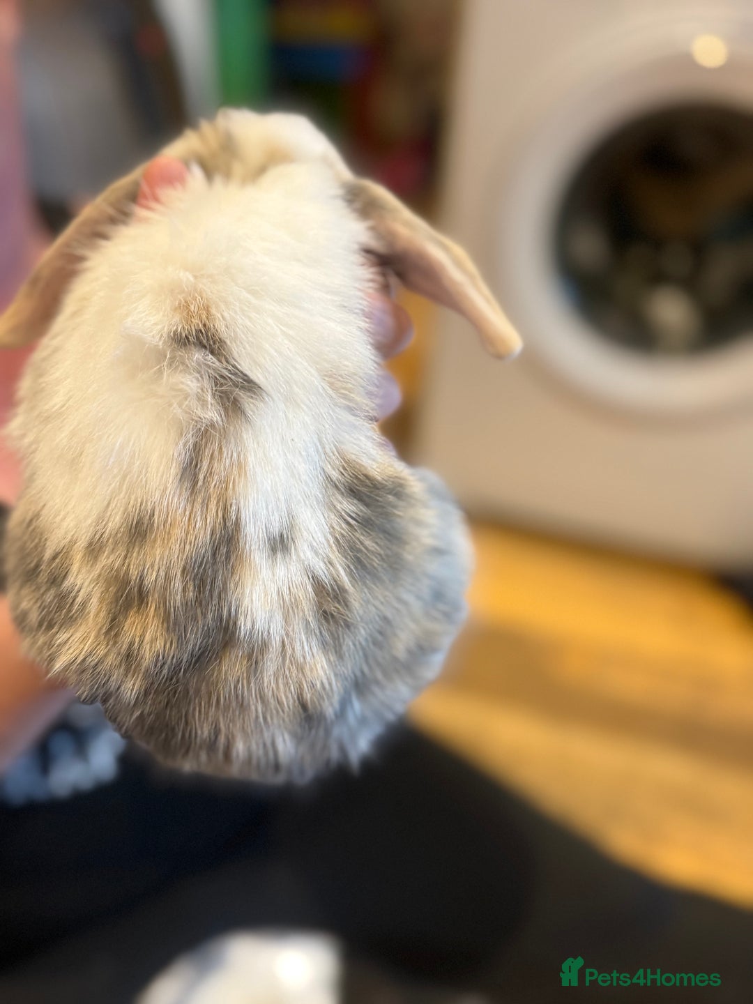 French Lop rabbits for sale: 3 gorgeous male bunnies  - Image 5