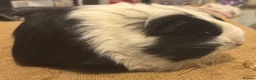 Guinea Pig rodents for sale: 2 pairs of longhaired boys for loving homes - Advert 4