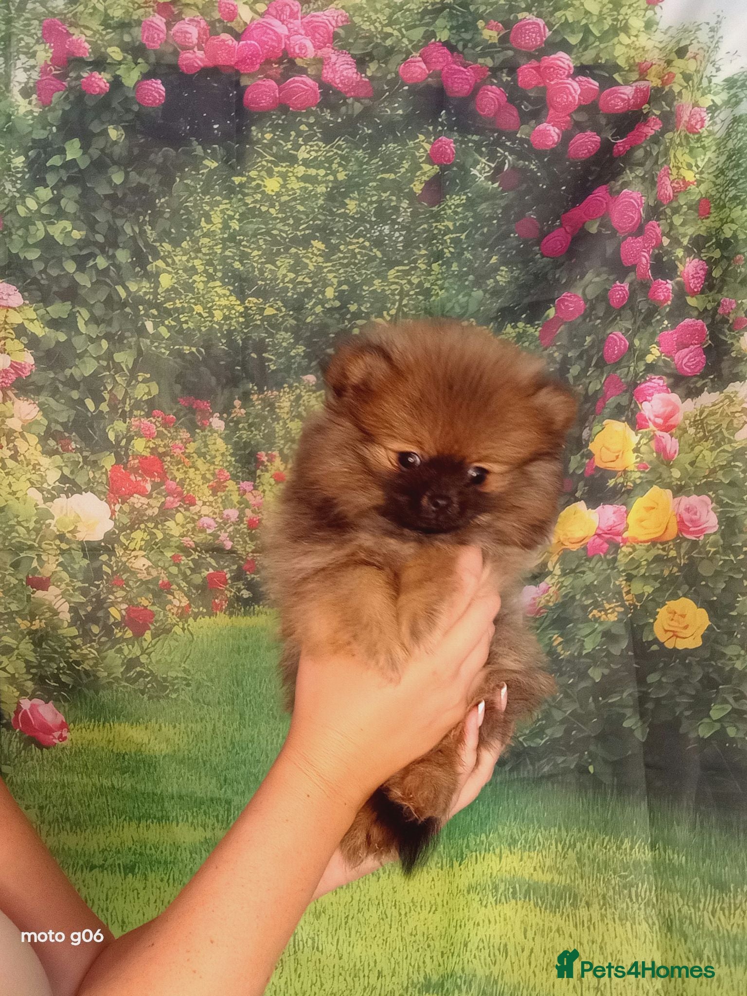 Pomeranian dogs  Pretty Pomeranian Puppies Ready to leave - Advert 13