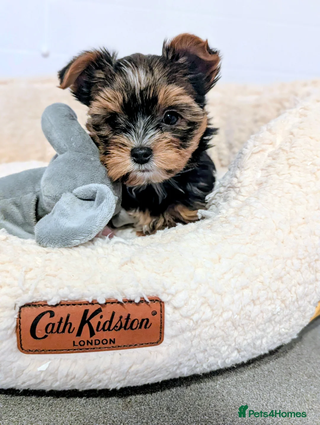 Yorkshire Terrier dogs for sale: Little bundles of joy available  - Advert 10