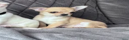 Chihuahua dogs for sale: gorgeous puppies in hull - Advert 5