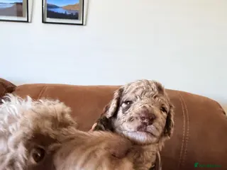 Cockapoo dogs Cockapoo - Advert 5