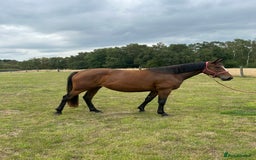 Irish Sports horses for sale: 3yr old ISH filly - Image 3