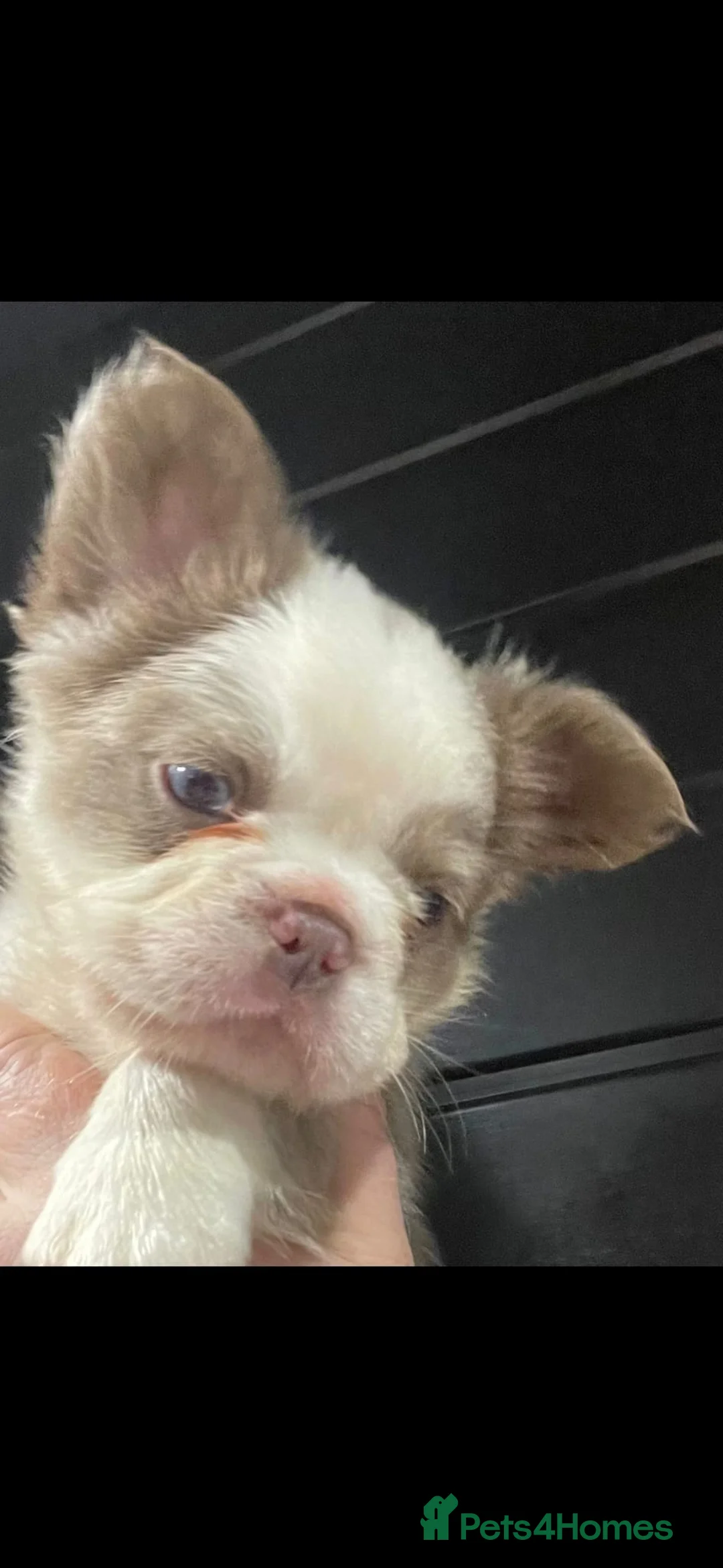 French Bulldog dogs for sale: French Bulldog Babies - Ready Now - Advert 7