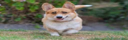 Welsh Corgi Pembroke dogs for sale: Beautiful Welsh Pembroke corgi female  - Advert 16
