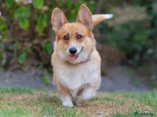 Welsh Corgi Pembroke dogs Beautiful Welsh Pembroke corgi female - Advert 1