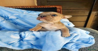 French Bulldog dogs - Advert 3