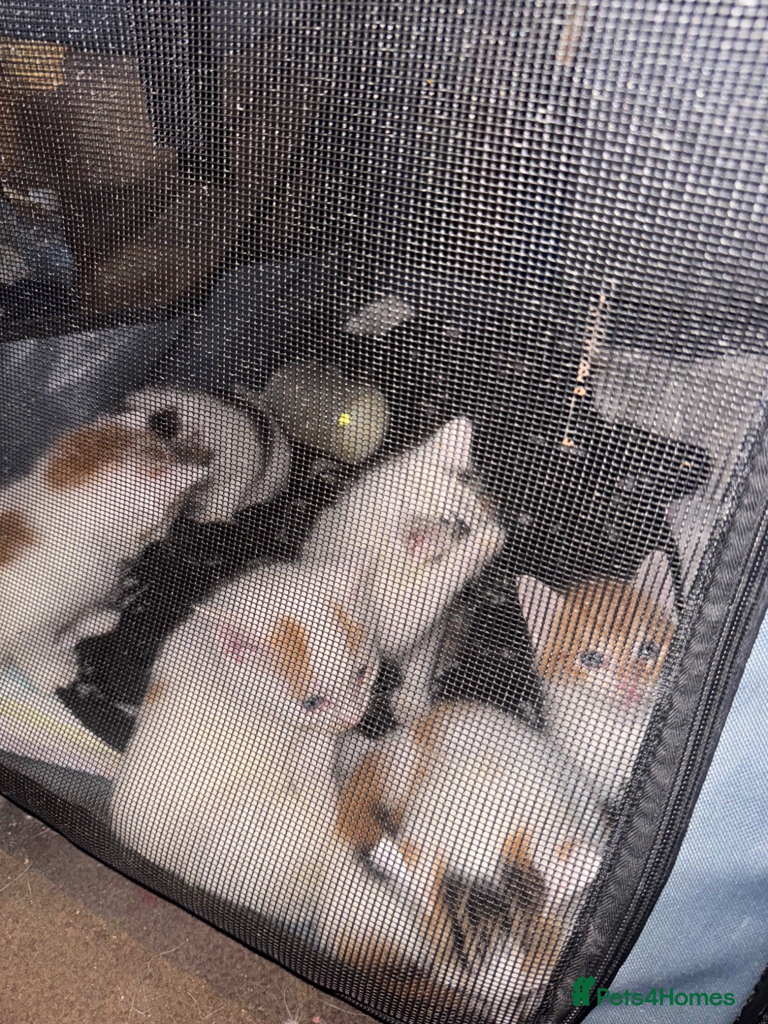 American Shorthair cats Cuddly Cute Kalic Kittens🐾 - Advert 2