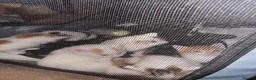 American Shorthair cats for sale: Cuddly Cute Kalic Kittens🐾 - Advert 2
