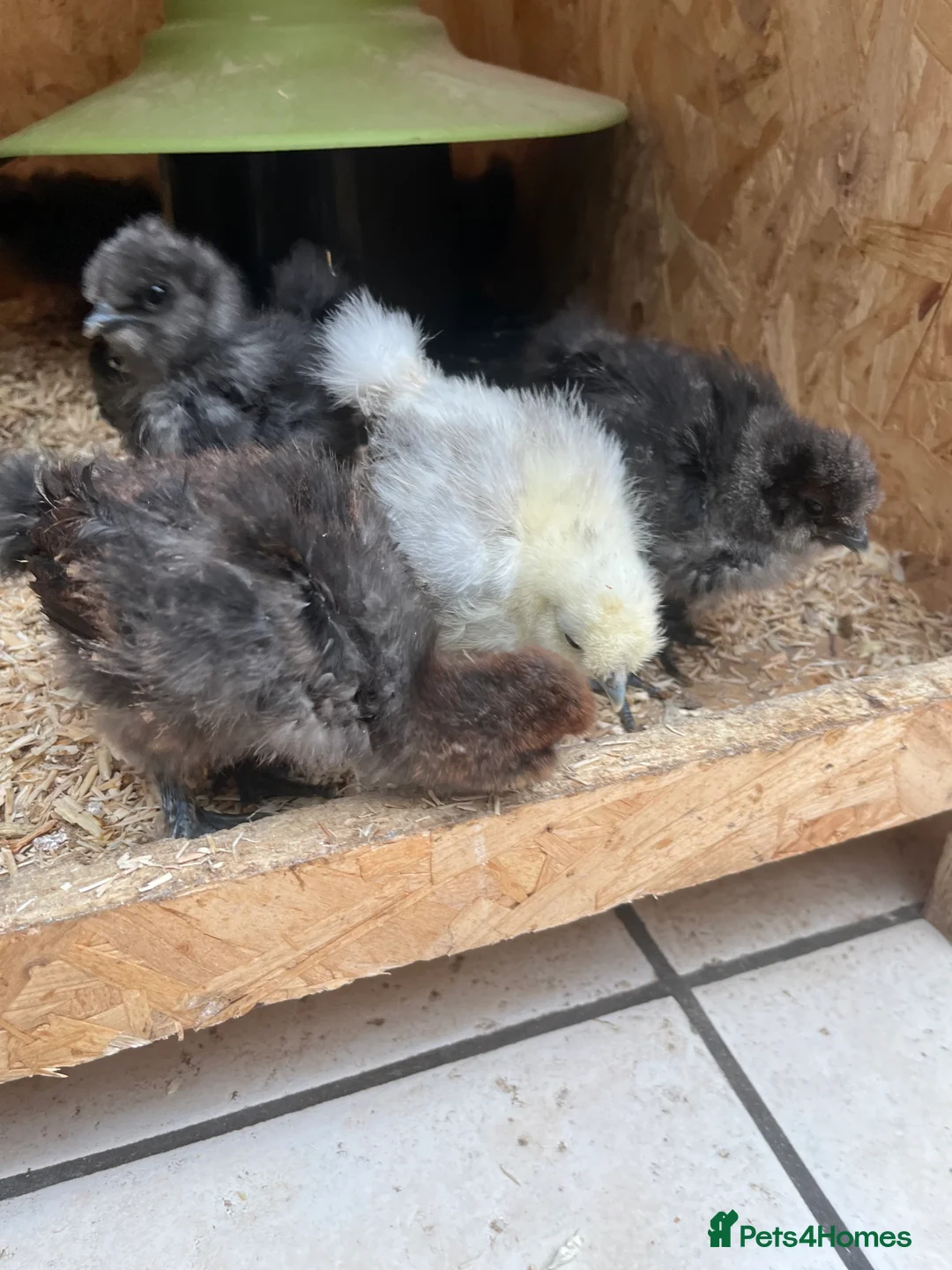 Chickens poultry for sale: Chicks, pullets, cockerels  - Advert 17