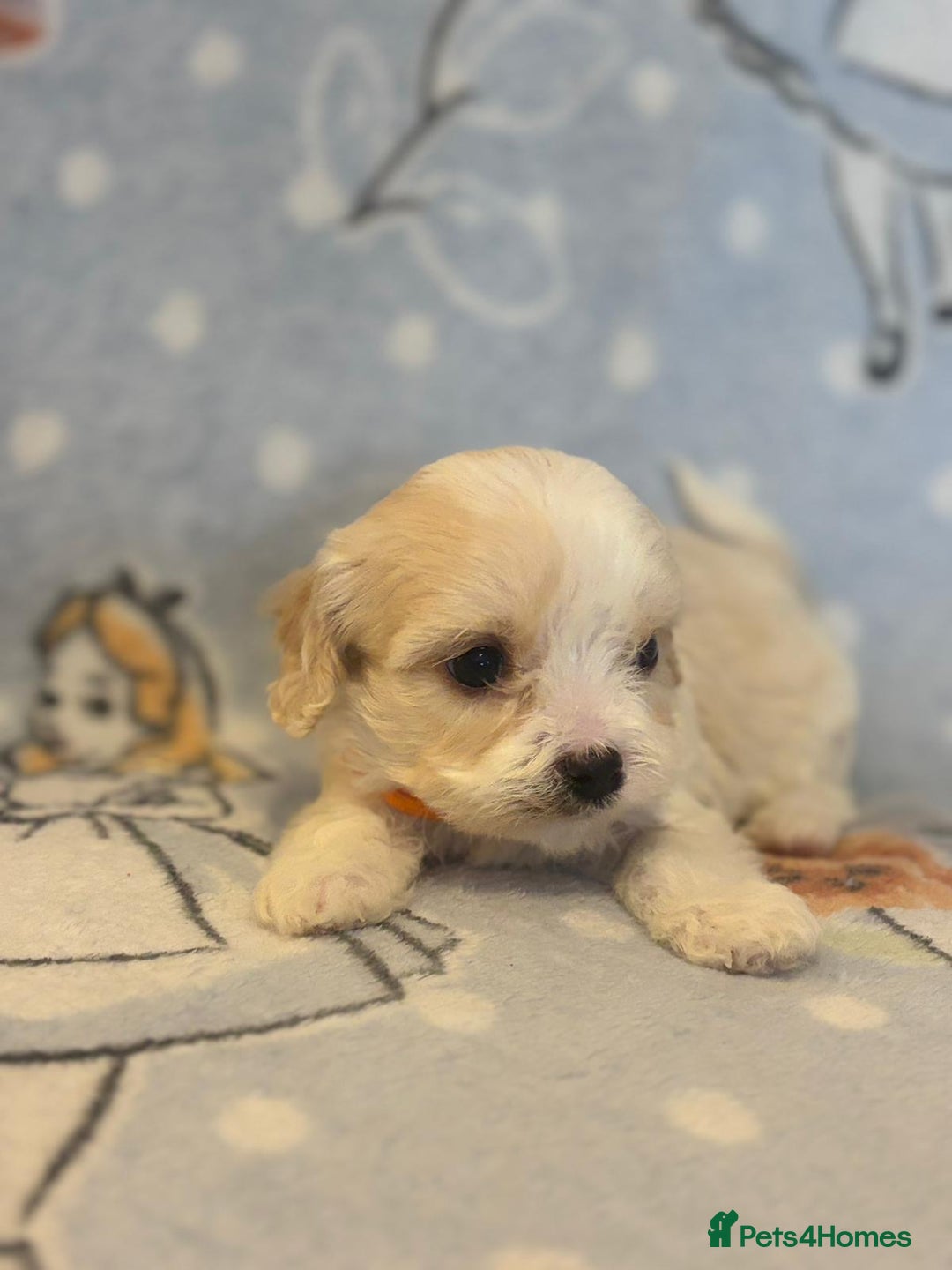 Cavapoo dogs for sale: Stunning Cavapoo pups from family home  - Advert 9