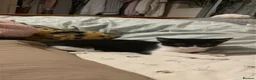 Mixed Breed cats for sale: Little boy urgent for a family. - Advert 2