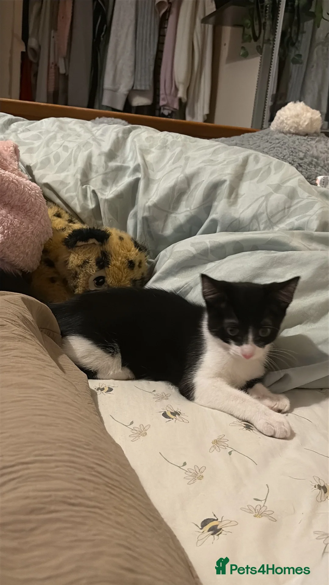 Mixed Breed cats for sale: Little boy urgent for a family. - Advert 2