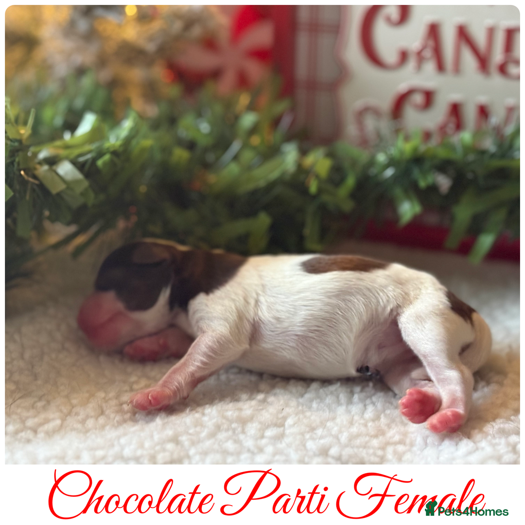 Miniature Schnauzer dogs for sale: KC BVA H/T Wheaten, Chocolate Parti Mini Schnauzer in Castleford - Advert 8