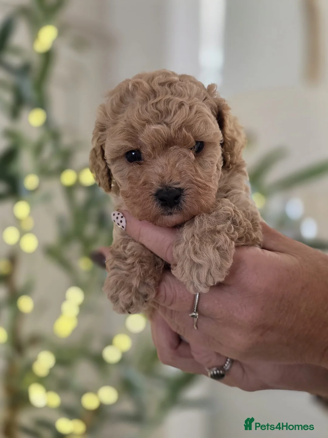 Cavapoo dogs for sale: 5*Beautiful Health tested F2b Cavapoo Puppies  - Advert 25
